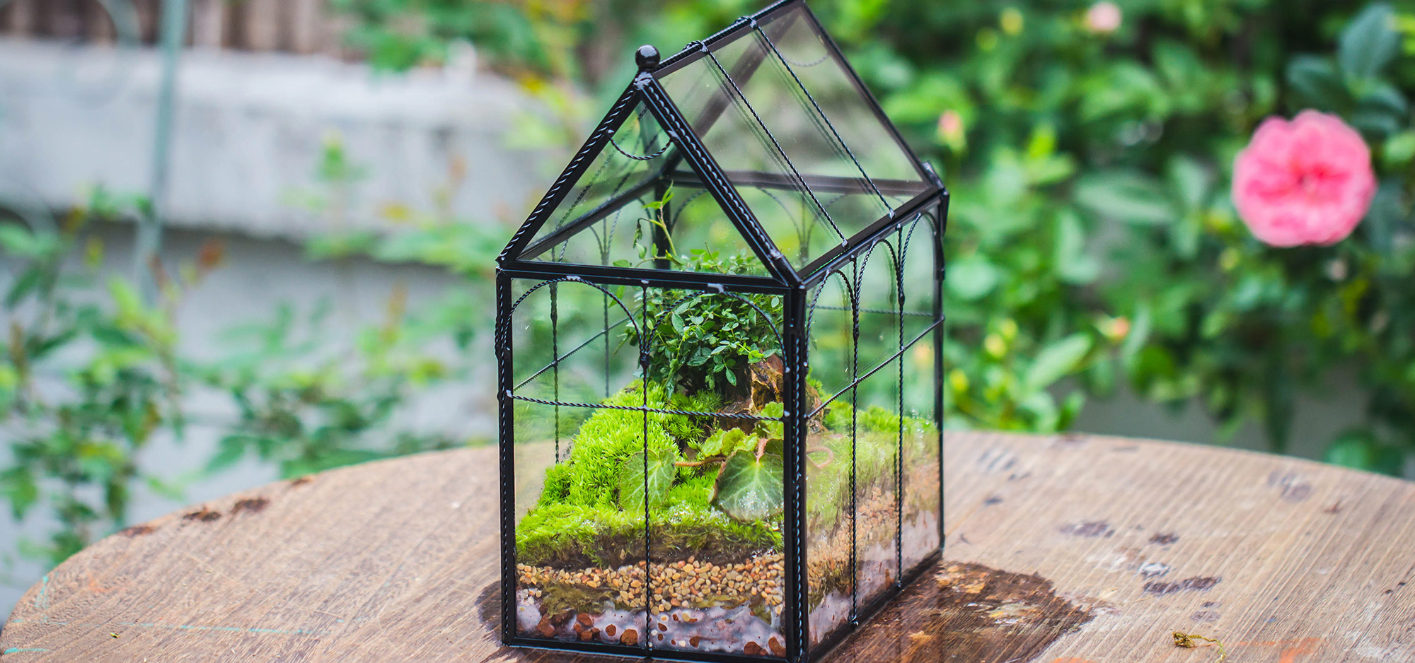 Glass Plant Store -Glass Plant Store 1