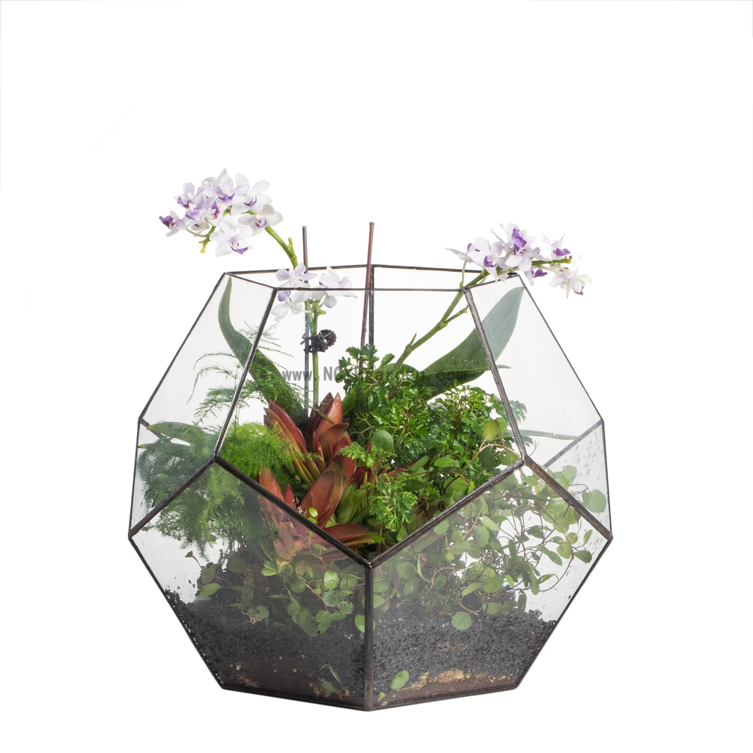 Handmade Extra Large Large Pentagon Glass Geometric Terrarium For Succulents Fern Moss Airplants 14 Handmade Extra Large Large Pentagon Glass Geometric Terrarium For Succulents Fern Moss Airplants - Image 14
