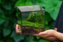 Buddha Moss Terrarium DIY Set Glass Terrarium With Door, Tin Sealed Cube 5.9 Inches 34 Buddha Moss Terrarium DIY Set Glass Terrarium With Door, Tin Sealed Cube 5.9 Inches -Glass Plant Store 20160218009L 16 b69c980c 1621 4c71 925f 9e42de8d1896