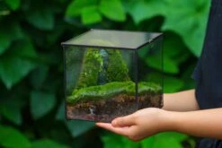 Buddha Moss Terrarium DIY Set Glass Terrarium With Door, Tin Sealed Cube 5.9 Inches 35 Buddha Moss Terrarium DIY Set Glass Terrarium With Door, Tin Sealed Cube 5.9 Inches -Glass Plant Store 20160218009L 19 49cf2fad 2184 4183 9cb3 1f58da0f113b