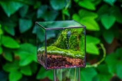 Buddha Moss Terrarium DIY Set Glass Terrarium With Door, Tin Sealed Cube 5.9 Inches 37 Buddha Moss Terrarium DIY Set Glass Terrarium With Door, Tin Sealed Cube 5.9 Inches -Glass Plant Store 20160218009L 21 cf93a074 31ff 42fe 9e94 c2baeb5b1122