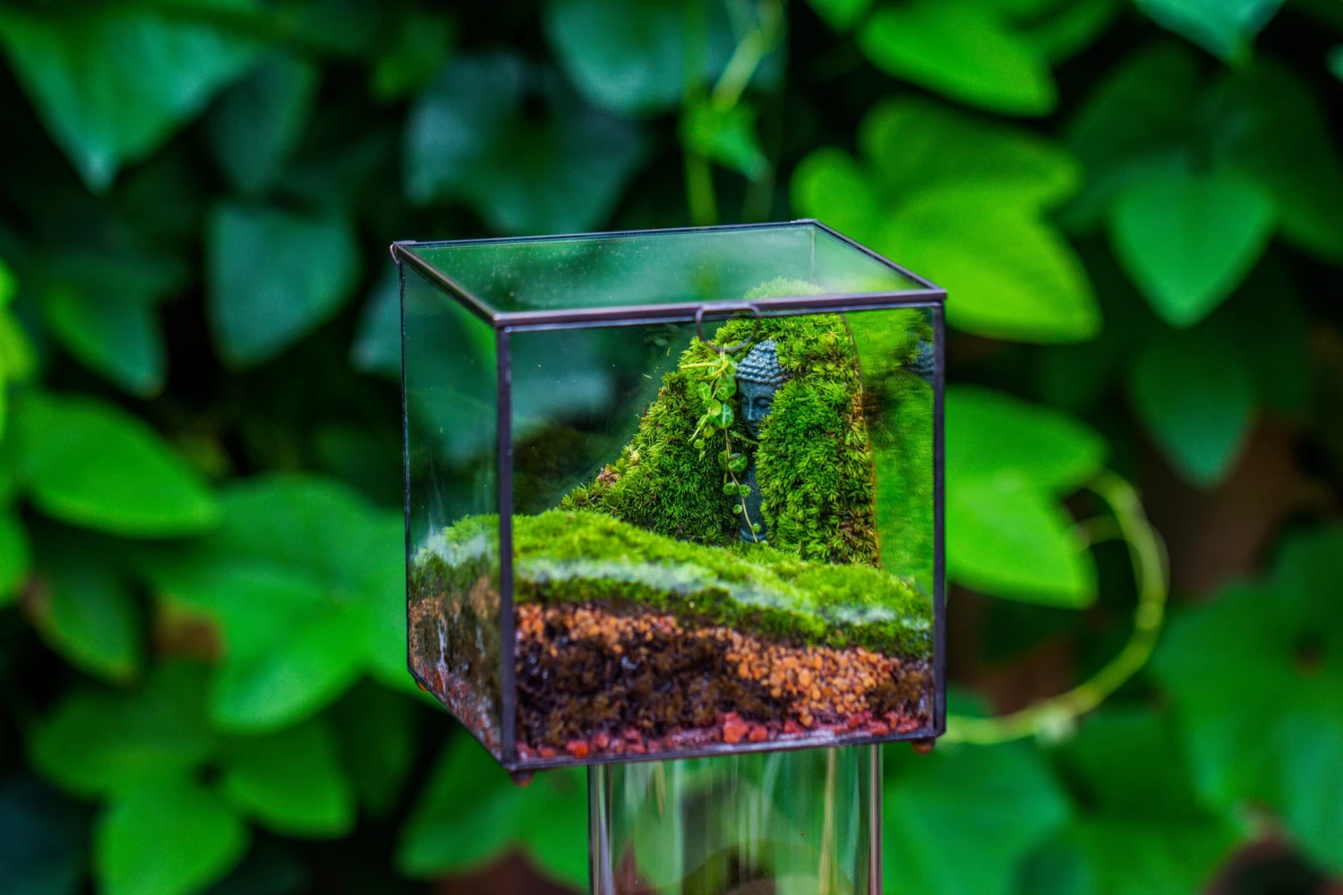 Buddha Moss Terrarium DIY Set Glass Terrarium With Door, Tin Sealed Cube 5.9 Inches 18 Buddha Moss Terrarium DIY Set Glass Terrarium With Door, Tin Sealed Cube 5.9 Inches - Image 18