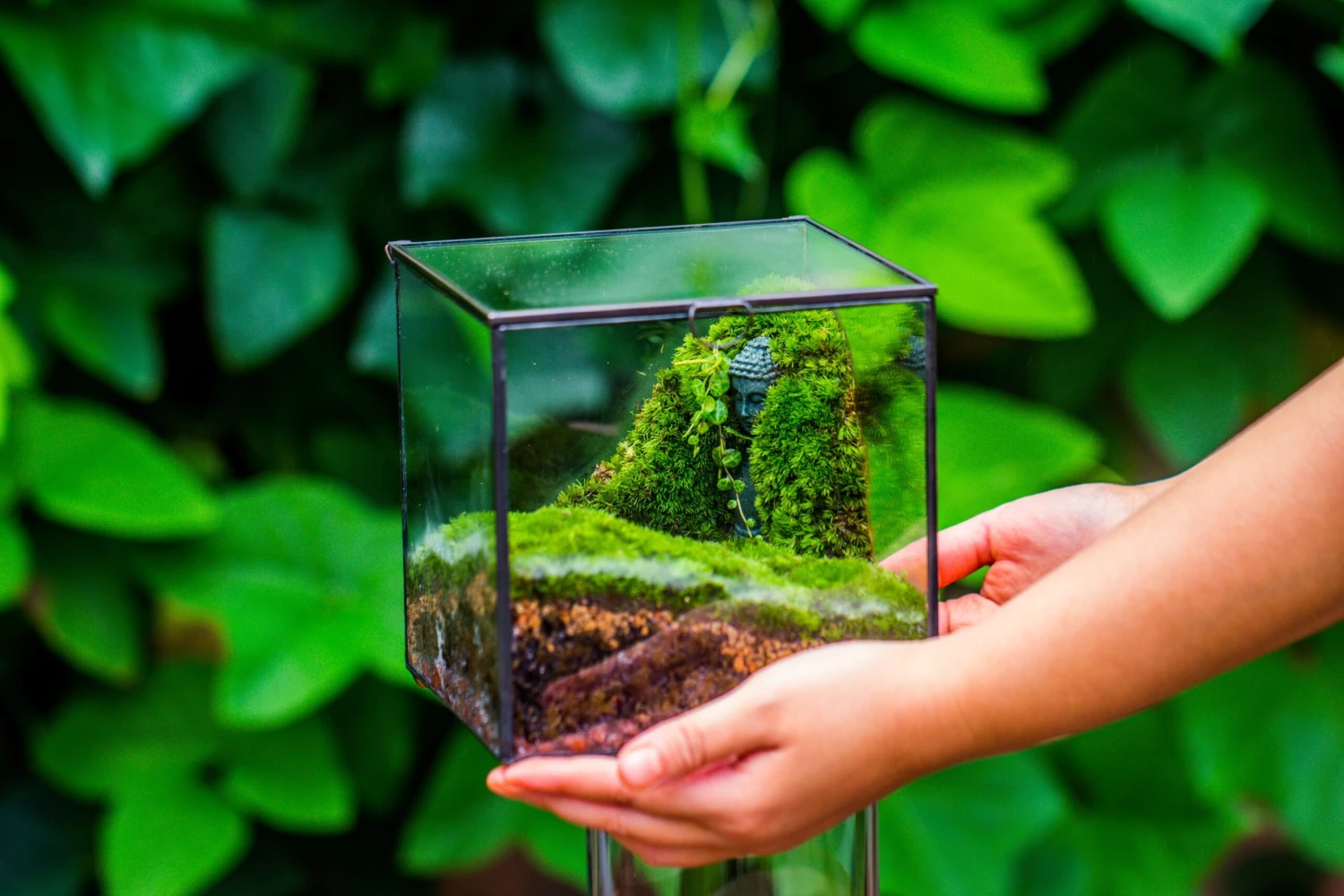 Buddha Moss Terrarium DIY Set Glass Terrarium With Door, Tin Sealed Cube 5.9 Inches 19 Buddha Moss Terrarium DIY Set Glass Terrarium With Door, Tin Sealed Cube 5.9 Inches - Image 19