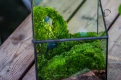 Buddha Moss Terrarium DIY Set Glass Terrarium With Door, Tin Sealed Cube 5.9 Inches 26 Buddha Moss Terrarium DIY Set Glass Terrarium With Door, Tin Sealed Cube 5.9 Inches -Glass Plant Store 20160218009L 28 26eecde3 f636 4b2d b033 98fa0b42f57f