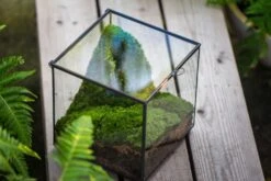 Buddha Moss Terrarium DIY Set Glass Terrarium With Door, Tin Sealed Cube 5.9 Inches 29 Buddha Moss Terrarium DIY Set Glass Terrarium With Door, Tin Sealed Cube 5.9 Inches -Glass Plant Store 20160218009L 33 1fe1c9d7 3734 4847 bd79 8e3c39ed5775