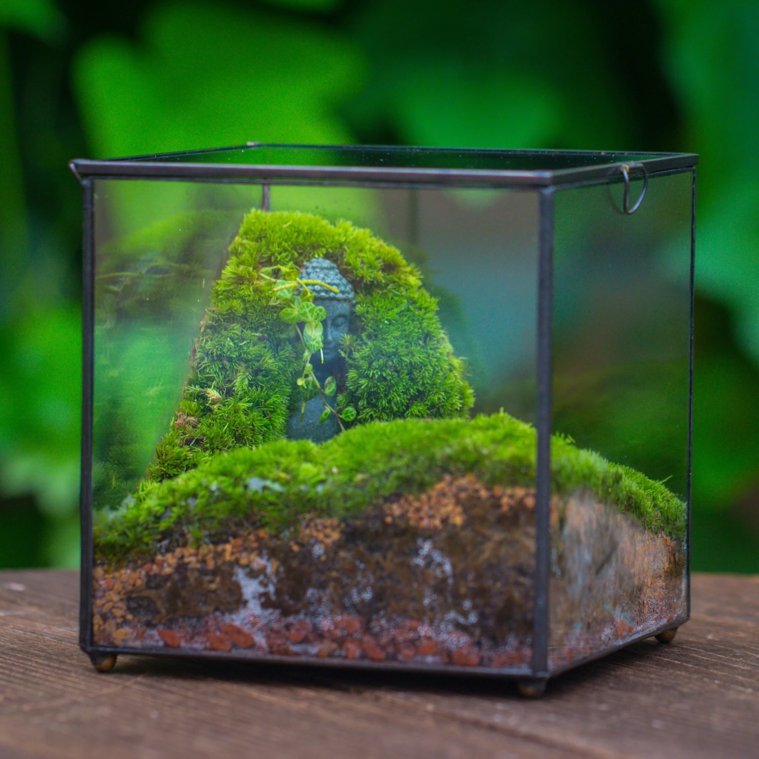Buddha Moss Terrarium DIY Set Glass Terrarium With Door, Tin Sealed Cube 5.9 Inches 5 Buddha Moss Terrarium DIY Set Glass Terrarium With Door, Tin Sealed Cube 5.9 Inches - Image 5