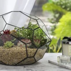 NCYP Irregular Open Geometric Glass Terrarium Bubble Shape For Succulents Landscape Bonsai 9 NCYP Irregular Open Geometric Glass Terrarium Bubble Shape For Succulents Landscape Bonsai -Glass Plant Store 20190418001 3
