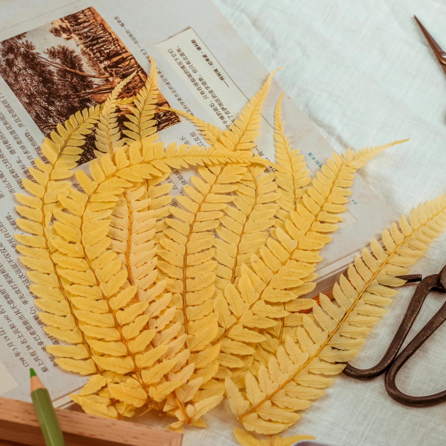 Preserved Large Fern Parathelypteris Glanduligera, Gold, 5 Pcs, 55cm Long, 35cm Width, For DIY 3 Preserved Large Fern Parathelypteris Glanduligera, Gold, 5 Pcs, 55cm Long, 35cm Width, For DIY - Image 3