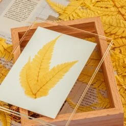 Preserved Large Fern Parathelypteris Glanduligera, Gold, 5 Pcs, 55cm Long, 35cm Width, For DIY 10 Preserved Large Fern Parathelypteris Glanduligera, Gold, 5 Pcs, 55cm Long, 35cm Width, For DIY -Glass Plant Store 20200518014 4