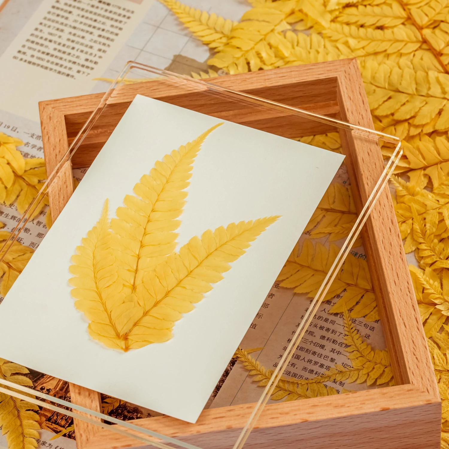 Preserved Large Fern Parathelypteris Glanduligera, Gold, 5 Pcs, 55cm Long, 35cm Width, For DIY 4 Preserved Large Fern Parathelypteris Glanduligera, Gold, 5 Pcs, 55cm Long, 35cm Width, For DIY - Image 4