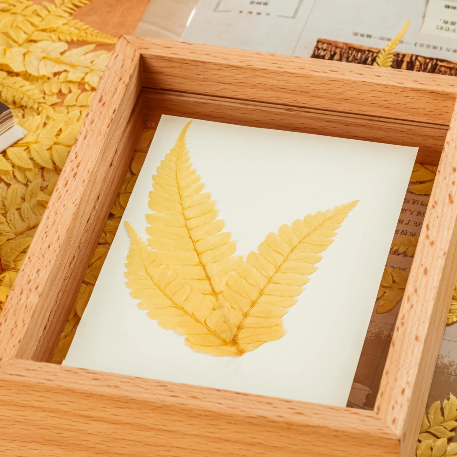 Preserved Large Fern Parathelypteris Glanduligera, Gold, 5 Pcs, 55cm Long, 35cm Width, For DIY 7 Preserved Large Fern Parathelypteris Glanduligera, Gold, 5 Pcs, 55cm Long, 35cm Width, For DIY - Image 7