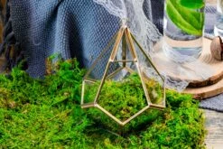 Preserved Feature Like Natural Moss, Fern Moss, Pole Moss Green 20x50cm, For DIY Moss Wall, Moss Terrarium, Moss Centerpiece, Moss Bowl, Centerpiece 9 Preserved Feature Like Natural Moss, Fern Moss, Pole Moss Green 20x50cm, For DIY Moss Wall, Moss Terrarium, Moss Centerpiece, Moss Bowl, Centerpiece -Glass Plant Store 20210323006 3