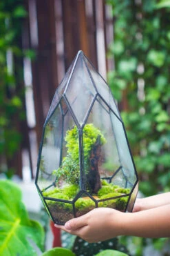 NCYP Irregular Close Geometric Glass Terrarium With Door Tall Teardrop Planter Pot Miniature Moss, Tropical Plants Orchid Container -Glass Plant Store 20210624001 3