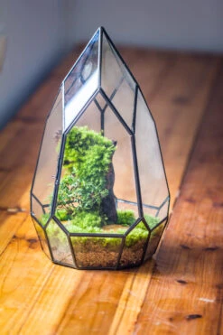 NCYP Irregular Close Geometric Glass Terrarium With Door Tall Teardrop Planter Pot Miniature Moss, Tropical Plants Orchid Container -Glass Plant Store 20210624001 5