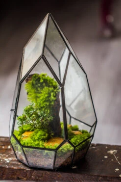 NCYP Irregular Close Geometric Glass Terrarium With Door Tall Teardrop Planter Pot Miniature Moss, Tropical Plants Orchid Container -Glass Plant Store 20210624001 7
