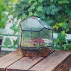 Glass Plant Store -Glass Plant Store 20211215002 3