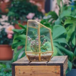 NCYP Close Geometric Glass Terrarium With Door, Brass, Irregular Tall Planter Succulent Cacti Fern Flower Pot 11 NCYP Close Geometric Glass Terrarium With Door, Brass, Irregular Tall Planter Succulent Cacti Fern Flower Pot -Glass Plant Store 20211215003 10
