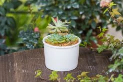 Coir Coconut Fiber For House Plants | NCYP Garden -Glass Plant Store 20220217001 1