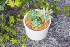 Coir Coconut Fiber For House Plants | NCYP Garden -Glass Plant Store 20220217001 3