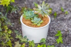 Coir Coconut Fiber For House Plants | NCYP Garden -Glass Plant Store 20220217001 5