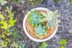 Coir Coconut Fiber For House Plants | NCYP Garden -Glass Plant Store 20220217001 6