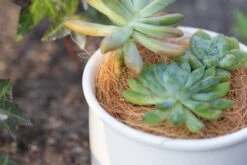 Coir Coconut Fiber For House Plants | NCYP Garden -Glass Plant Store 20220217001 7