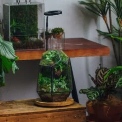 NCYP Customizable Tabletop Natural Wood Round Board LED Grow Display Light Indoor 10W For Terrarium Succulent Fern Bonsai Moss -35cm -Glass Plant Store 20220414001 20211215004 30 d049acfb 3c19 4cae a2c3 121db22ec13e