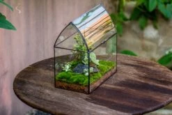 Handmade Unique Closed Terrarium With Arched Roof | HouseShape Closed Planter For Tropical Plants, Moss | Miniature Greenhouse Gift 18 Handmade Unique Closed Terrarium With Arched Roof | HouseShape Closed Planter For Tropical Plants, Moss | Miniature Greenhouse Gift -Glass Plant Store 20220607004 2 84514ecf 9c0a 4793 aacc 5ef59706cb9f