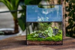 Handmade Unique Closed Terrarium With Arched Roof | HouseShape Closed Planter For Tropical Plants, Moss | Miniature Greenhouse Gift 21 Handmade Unique Closed Terrarium With Arched Roof | HouseShape Closed Planter For Tropical Plants, Moss | Miniature Greenhouse Gift -Glass Plant Store 20220607004 4