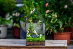 Handmade Unique Closed Terrarium With Arched Roof | HouseShape Closed Planter For Tropical Plants, Moss | Miniature Greenhouse Gift 23 Handmade Unique Closed Terrarium With Arched Roof | HouseShape Closed Planter For Tropical Plants, Moss | Miniature Greenhouse Gift -Glass Plant Store 20220607004 6 02b1f451 c7e9 4569 8290 c55aeebc074c