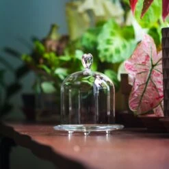 Heart Shape Tip Glass Cloche With Glass Base And Metal Gold Base Set