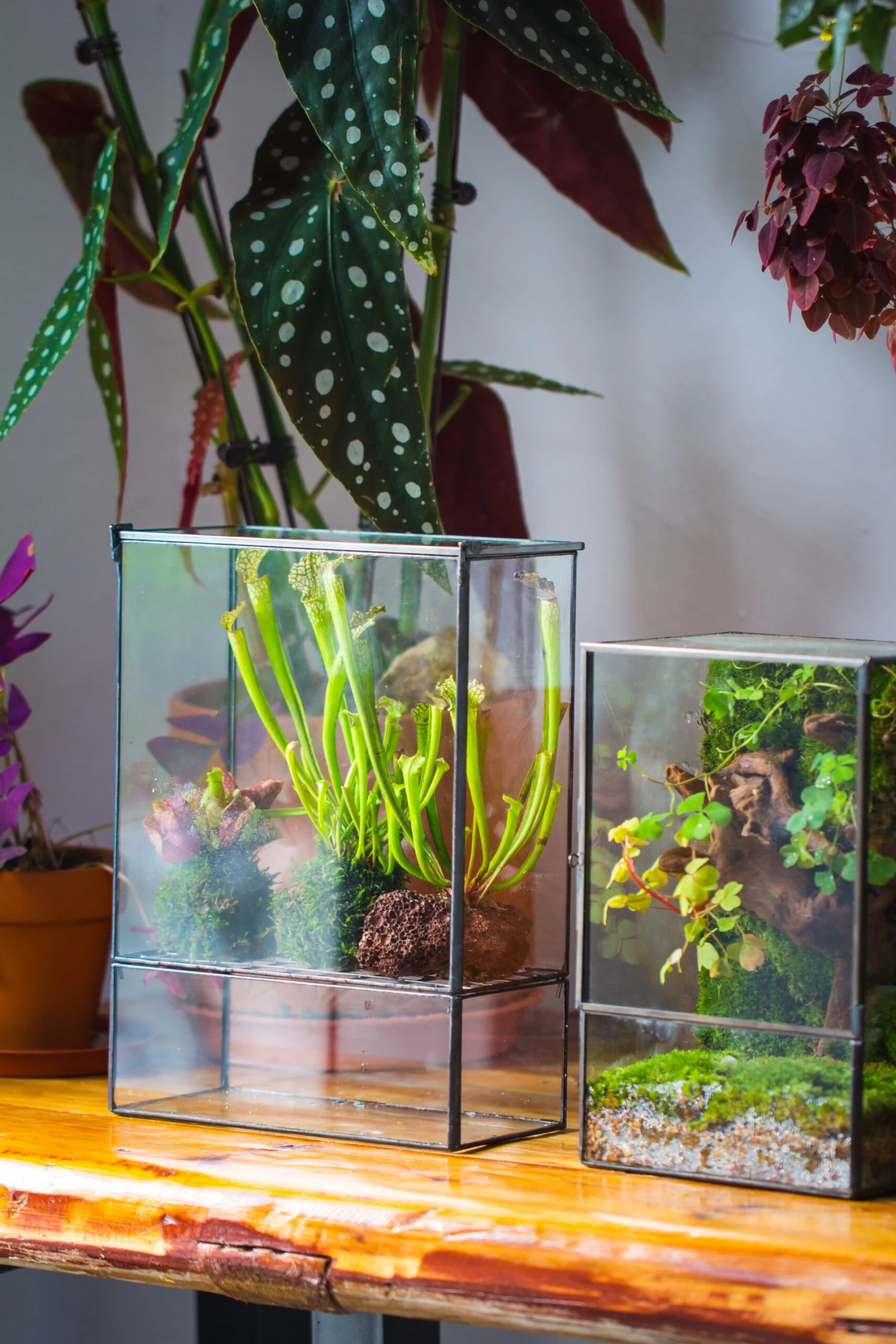 NCYP Glass And Tin Close Terrarium With Drainage Bottom, Suits For Fly Trap, Pitcher Plants, Moss Ball, Nursery, Small Tropical Plants 12 NCYP Glass And Tin Close Terrarium With Drainage Bottom, Suits For Fly Trap, Pitcher Plants, Moss Ball, Nursery, Small Tropical Plants - Image 12