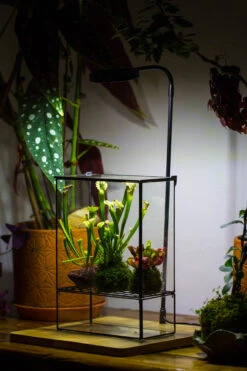 NCYP Glass And Tin Close Terrarium With Drainage Bottom, Suits For Fly Trap, Pitcher Plants, Moss Ball, Nursery, Small Tropical Plants 27 NCYP Glass And Tin Close Terrarium With Drainage Bottom, Suits For Fly Trap, Pitcher Plants, Moss Ball, Nursery, Small Tropical Plants -Glass Plant Store 20221118015 14