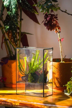NCYP Glass And Tin Close Terrarium With Drainage Bottom, Suits For Fly Trap, Pitcher Plants, Moss Ball, Nursery, Small Tropical Plants 17 NCYP Glass And Tin Close Terrarium With Drainage Bottom, Suits For Fly Trap, Pitcher Plants, Moss Ball, Nursery, Small Tropical Plants -Glass Plant Store 20221118015 3
