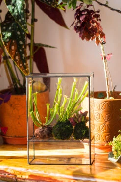 NCYP Glass And Tin Close Terrarium With Drainage Bottom, Suits For Fly Trap, Pitcher Plants, Moss Ball, Nursery, Small Tropical Plants 18 NCYP Glass And Tin Close Terrarium With Drainage Bottom, Suits For Fly Trap, Pitcher Plants, Moss Ball, Nursery, Small Tropical Plants -Glass Plant Store 20221118015 4