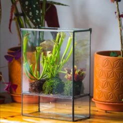 NCYP Glass And Tin Close Terrarium With Drainage Bottom, Suits For Fly Trap, Pitcher Plants, Moss Ball, Nursery, Small Tropical Plants