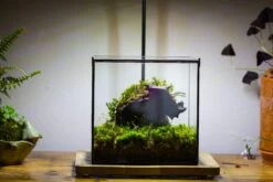 8" Cube NCYP BasicClose Geometric Glass Tin Terrarium, Planter For Moss Wall, Fern, Landscape, No Plants 8 8" Cube NCYP BasicClose Geometric Glass Tin Terrarium, Planter For Moss Wall, Fern, Landscape, No Plants -Glass Plant Store 20221118023 1