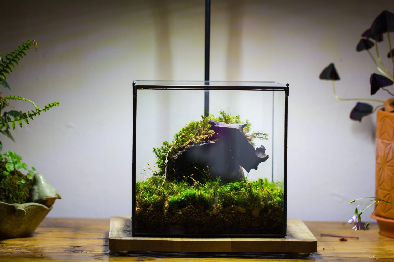 8" Cube NCYP BasicClose Geometric Glass Tin Terrarium, Planter For Moss Wall, Fern, Landscape, No Plants 3 8" Cube NCYP BasicClose Geometric Glass Tin Terrarium, Planter For Moss Wall, Fern, Landscape, No Plants - Image 3