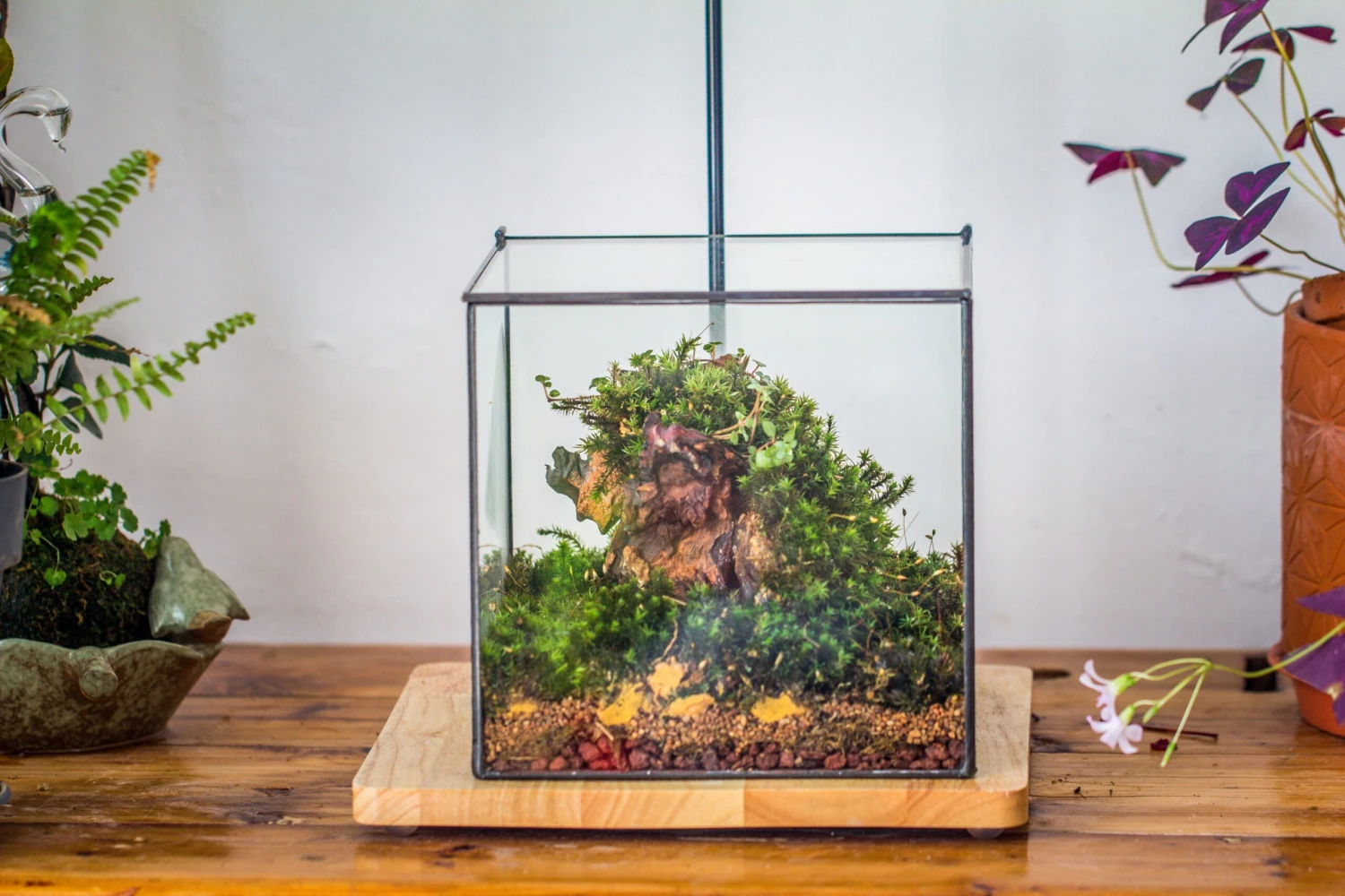 8" Cube NCYP BasicClose Geometric Glass Tin Terrarium, Planter For Moss Wall, Fern, Landscape, No Plants 5 8" Cube NCYP BasicClose Geometric Glass Tin Terrarium, Planter For Moss Wall, Fern, Landscape, No Plants - Image 5