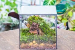 8" Cube NCYP BasicClose Geometric Glass Tin Terrarium, Planter For Moss Wall, Fern, Landscape, No Plants 9 8" Cube NCYP BasicClose Geometric Glass Tin Terrarium, Planter For Moss Wall, Fern, Landscape, No Plants -Glass Plant Store 20221118023 5