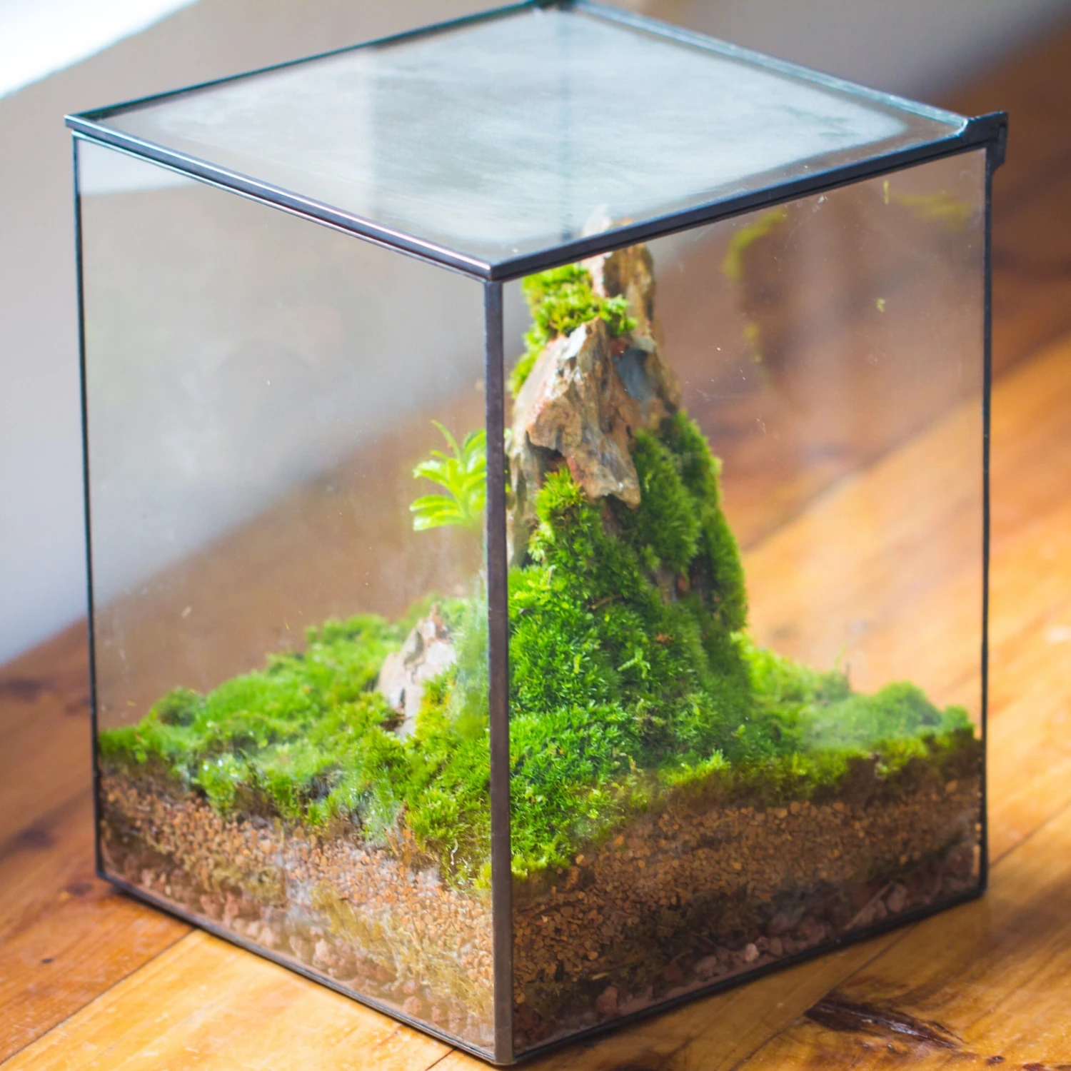 8x8x10" NCYP Basic Rectangle Close Geometric Glass Tin Terrarium, Planter For Moss Wall, Fern, Landscape, No Plants 2 8x8x10" NCYP Basic Rectangle Close Geometric Glass Tin Terrarium, Planter For Moss Wall, Fern, Landscape, No Plants - Image 2