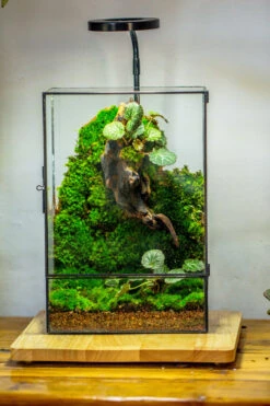 8x12" Close Geometric Glass Terrarium With Door, Tin Sealed Rectangle Tall Planter For Moss Wall, Fern, Landscape Multiple Size, No Plants 18 8x12" Close Geometric Glass Terrarium With Door, Tin Sealed Rectangle Tall Planter For Moss Wall, Fern, Landscape Multiple Size, No Plants -Glass Plant Store 20221118037 2