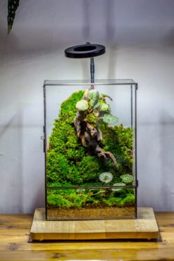 8x12" Close Geometric Glass Terrarium With Door, Tin Sealed Rectangle Tall Planter For Moss Wall, Fern, Landscape Multiple Size, No Plants 25 8x12" Close Geometric Glass Terrarium With Door, Tin Sealed Rectangle Tall Planter For Moss Wall, Fern, Landscape Multiple Size, No Plants -Glass Plant Store 20221118037 20