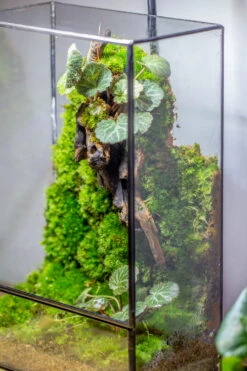 8x12" Close Geometric Glass Terrarium With Door, Tin Sealed Rectangle Tall Planter For Moss Wall, Fern, Landscape Multiple Size, No Plants 29 8x12" Close Geometric Glass Terrarium With Door, Tin Sealed Rectangle Tall Planter For Moss Wall, Fern, Landscape Multiple Size, No Plants -Glass Plant Store 20221118037 32