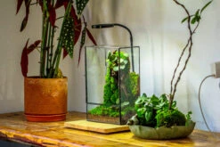 8x12" Close Geometric Glass Terrarium With Door, Tin Sealed Rectangle Tall Planter For Moss Wall, Fern, Landscape Multiple Size, No Plants 19 8x12" Close Geometric Glass Terrarium With Door, Tin Sealed Rectangle Tall Planter For Moss Wall, Fern, Landscape Multiple Size, No Plants -Glass Plant Store 20221118037 4