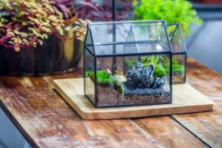 Handmade Black Gold Glass Box Geometric Terrarium With Lid For Planter Container Storage Case Gift 29 Handmade Black Gold Glass Box Geometric Terrarium With Lid For Planter Container Storage Case Gift -Glass Plant Store 20230221019 24 a20fed60 1297 41fb b8e8 91d4998ff3e0