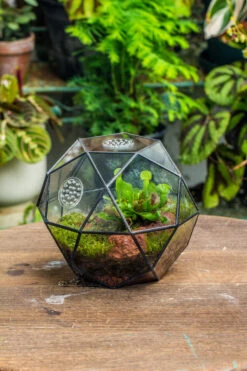 Handmade Close Triangular Pentagon Mix 32-Sides Clear Glass Geometric Centerpiece Terrarium For Moss -Glass Plant Store 20230509029 15