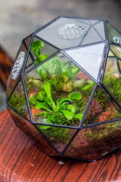Handmade Close Triangular Pentagon Mix 32-Sides Clear Glass Geometric Centerpiece Terrarium For Moss -Glass Plant Store 20230509029 2
