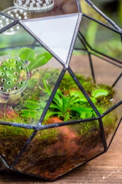 Handmade Close Triangular Pentagon Mix 32-Sides Clear Glass Geometric Centerpiece Terrarium For Moss -Glass Plant Store 20230509029 21