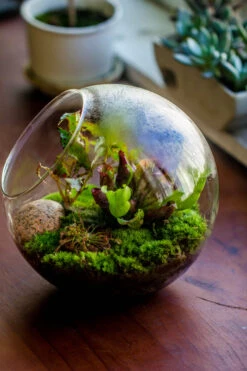 Glass Sphere Terrarium With Cut Kit For Planting Moss, Carnivorous Plant, Begonia -Glass Plant Store 20230608041 10